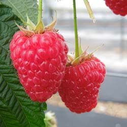 Framboisier sans épine 'Versailles' / Rubus idaeus 'Versailles'